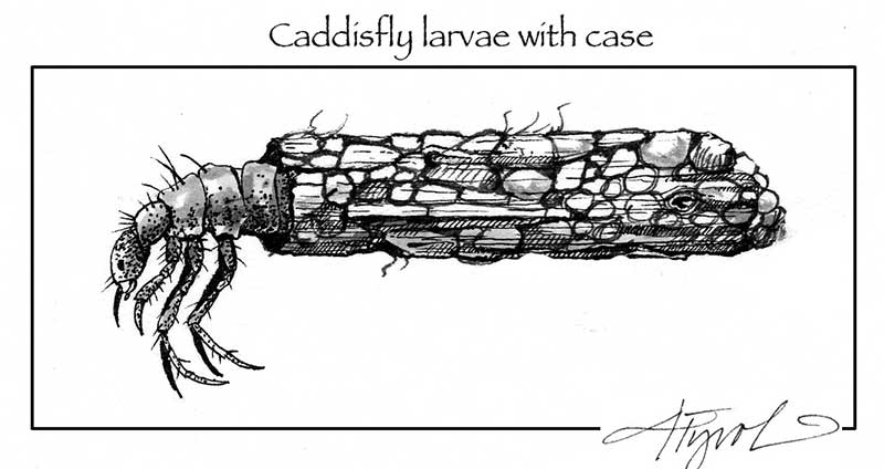 caddisfly