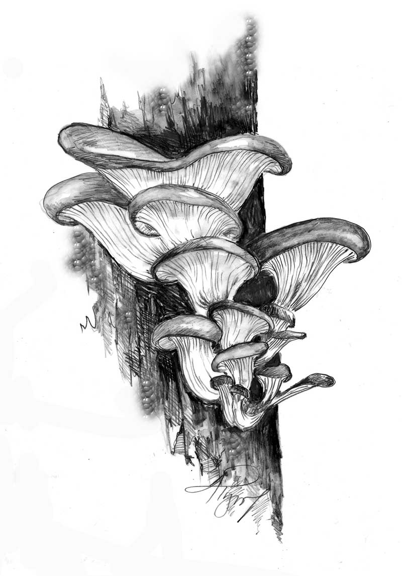 oyster-mushrooms