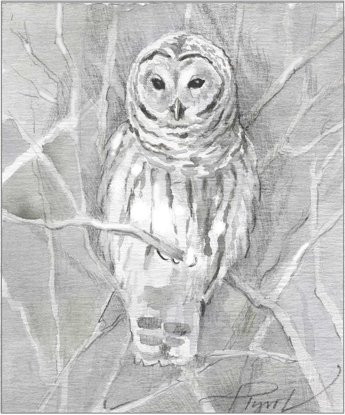 tos_barred_owl_winter
