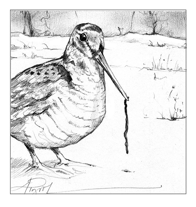 tos_woodcock_in_warm_winter