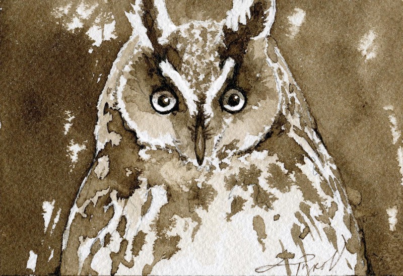 The long-eared owl. Illustration by Adelaide Tyrol.