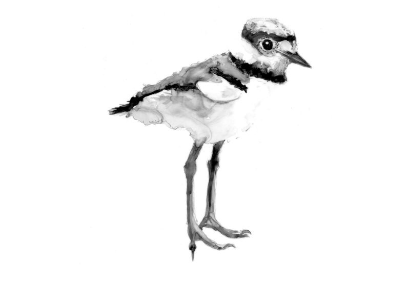 A baby Killdeer. Illustration by Adelaide Tyrol.