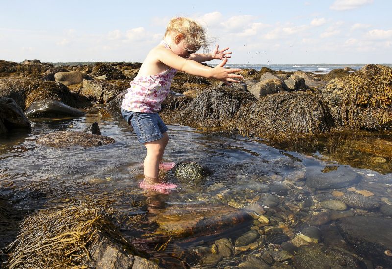 McKenna Dionne explores a tidal pool at the Seacoast Science Center at Odiorne Point State Park. (Photo by Cheryl Senter).