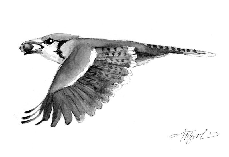 Blue jay with seed. (Illustration by Adelaide Tyrol.)