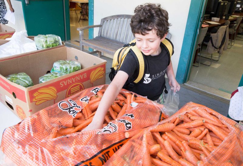 A young boy participating in the Vermont Foodbank "BackPack" program, picking carrots. (Photo courtesy of Vermont Food Bank).