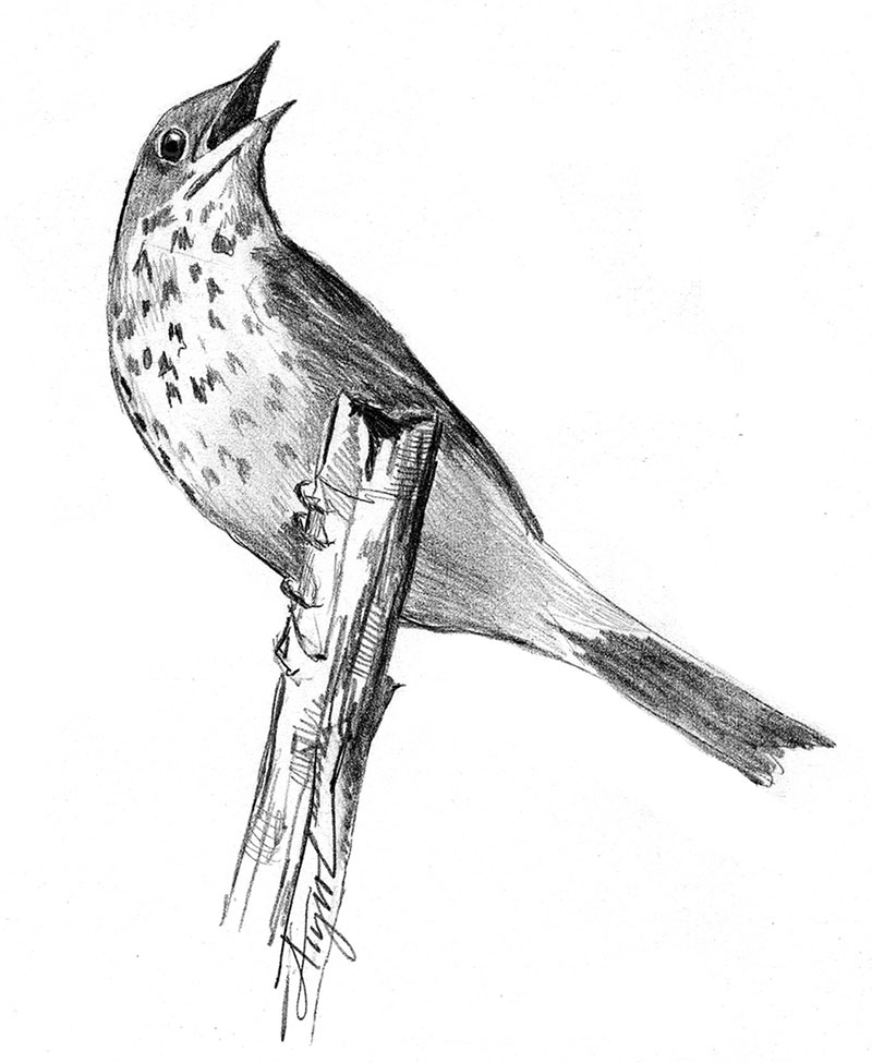 tos_hermit_thrush-blog-post