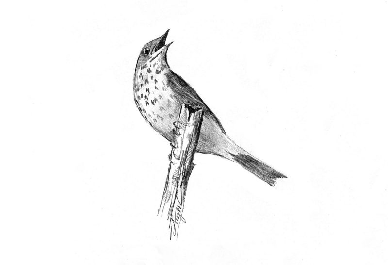 The Hermit Thrush. (Illustration by Adelaide Tyrol.)