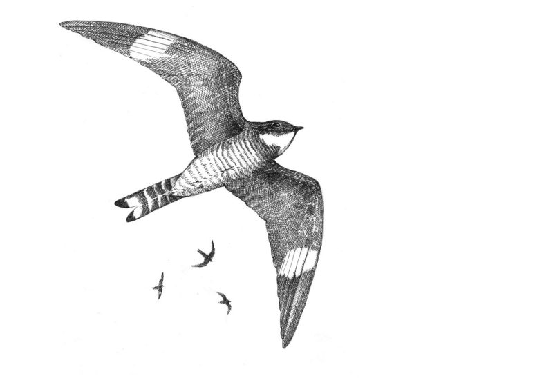 The Nighthawk. (Illustration by Adelaide Tyrol.)