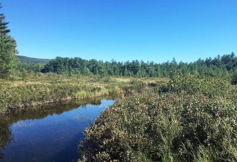 The "great heath" in Beaver Brook Forest.