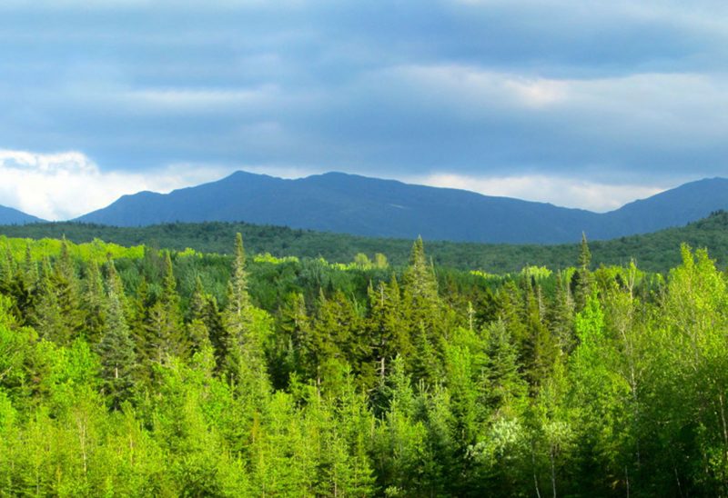 Randolph Community Forest. (Courtesy photo.)