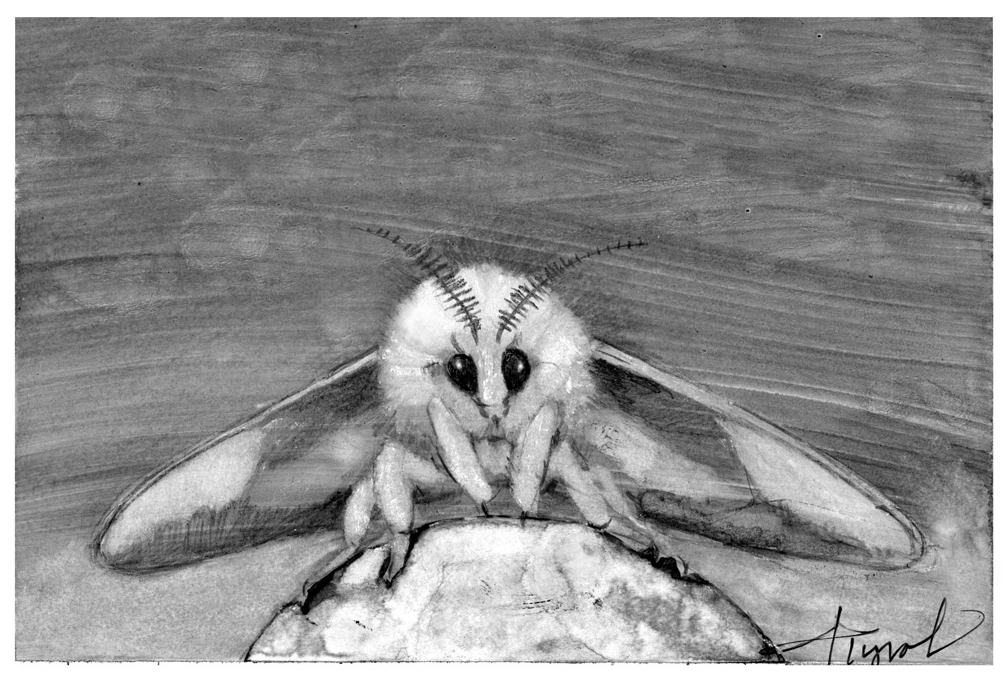 White Moth