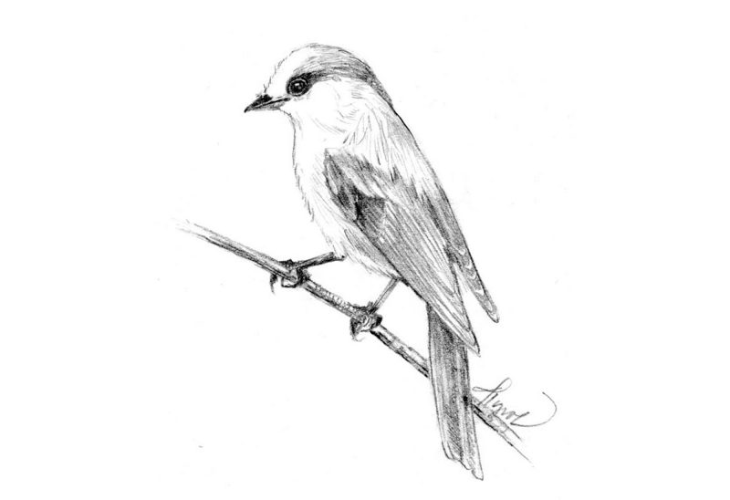The Gray Jay. (Illustration by Adelaide Tyrol.)