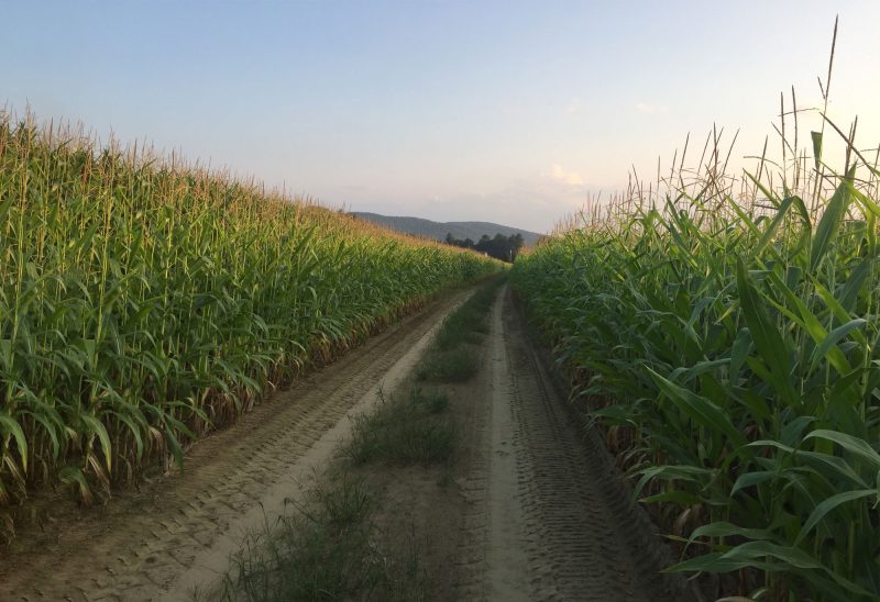 Acres and acres of corn are grown for silage at the Chickering Farm, now protected in partnership with the Monadnock Conservancy. (Photo courtesy of Monadnock Conservancy, © Stacy Cibula.)