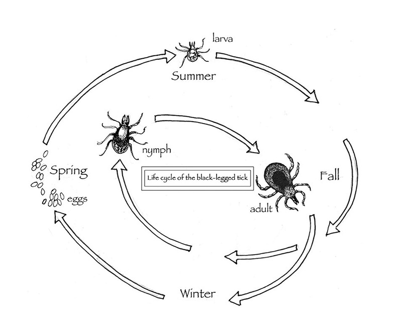 tos-tick-blog