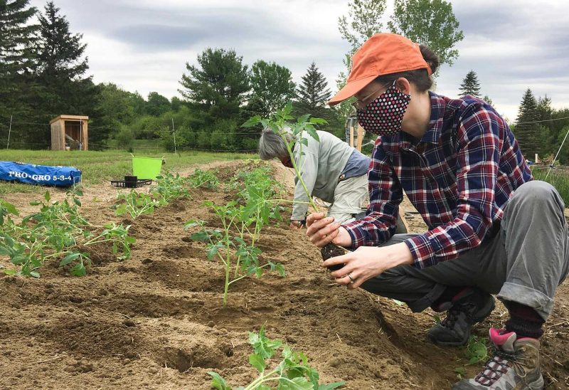 Willing Hands volunteers helping plant over 60 tomato starts that were generously donated by Edgewater Farm. (Courtesy photo.)