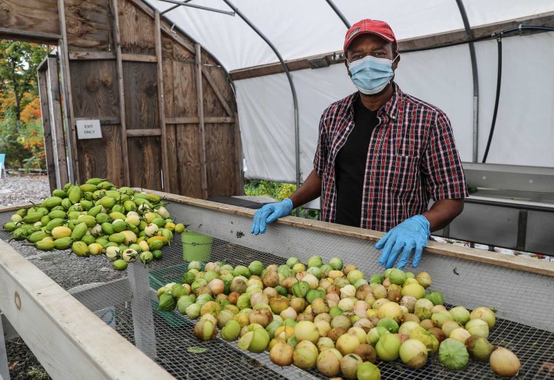 Sylvain Bukasa, a farmer at Fresh Start Farm in Dunbarton, which is operated by the Organization for Refugee and Immigrant Success. (Photo by Cheryl Senter.)