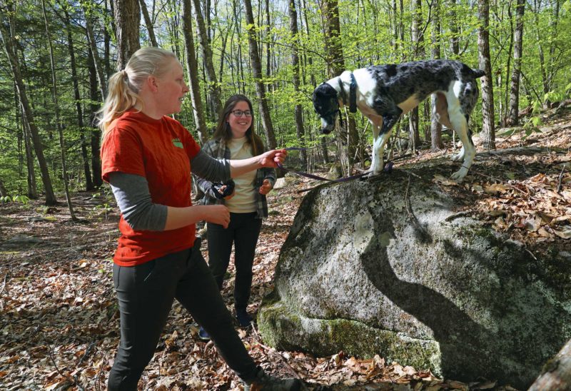 Bear-Paw Stewardship Coordinator Rue Teel (left) and Executive Director Katrina Amaral explore the Dearborn Forest in Raymond with Teel’s dog, Tilda. (Photo by Cheryl Senter.)