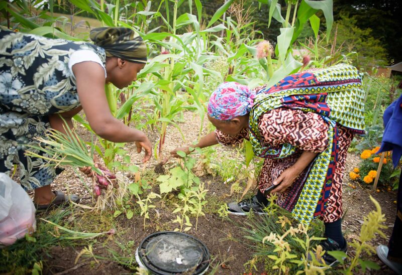 Gardeners at a Grow Nashua community garden. (Courtesy photo.)